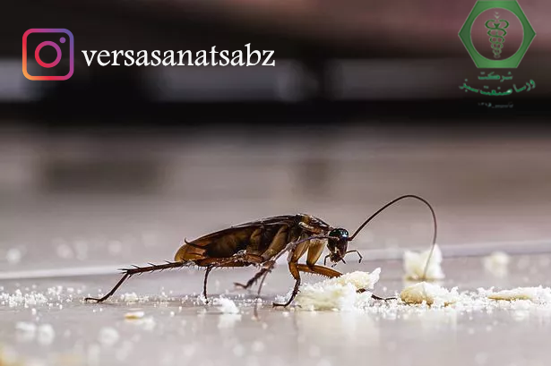 غذای سوسک نوار قهوه ای چیست؟ برای از بین بردن باید چیکار کرد؟ +عکس